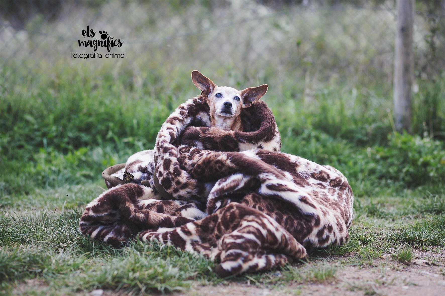Terra Viva Associació Protectora d’Animals de La Garrotxa